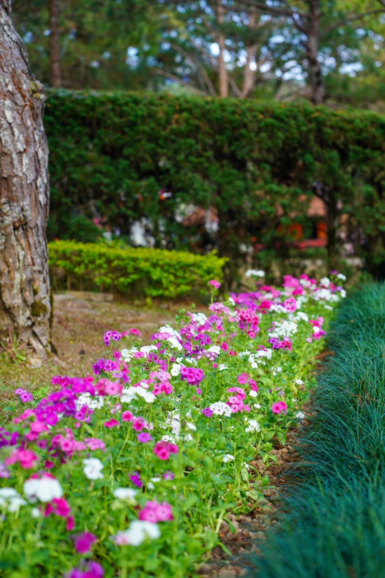 Ttc Dreamy Hill Resort - Unlimited Access To Ttc World - Thung Lung Tinh Yeu Далат Екстер'єр фото